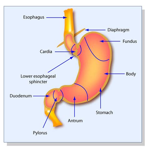 Gastric Anatomy | Gastric anatomy. Format Diagram Credit MIT… | Flickr