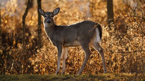 DNR Sandhill Wildlife Area hunt