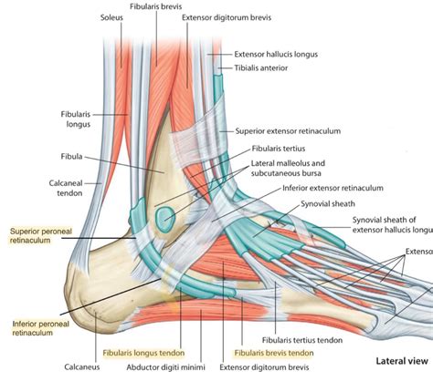 Structures That Pass Behind Lateral Malleolus Below Superficial Peroneal Retinaculum