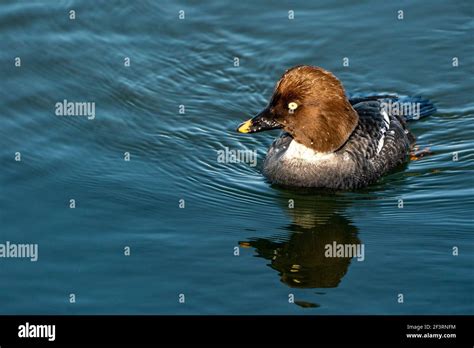 Female Common Goldeneye Stock Photo - Alamy