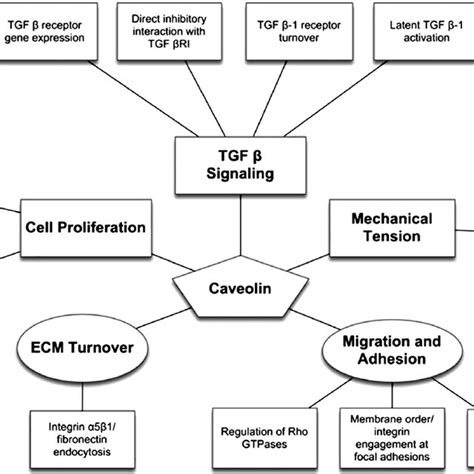 Caveolin-1 has an atypical topology for integral membrane protein:... | Download Scientific Diagram