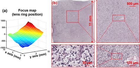 Pincushion distortion correction. (a) Image stitching errors due to... | Download Scientific Diagram