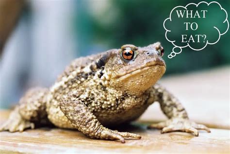 What Do Toads Eat? The Complete Guide To Toad Food - Amphibian Life