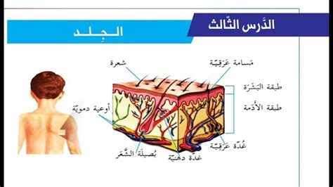 درس الجلد + حل التدريبات| الصف الخامس| علوم| الوحدة الرابعة | الدرس ...