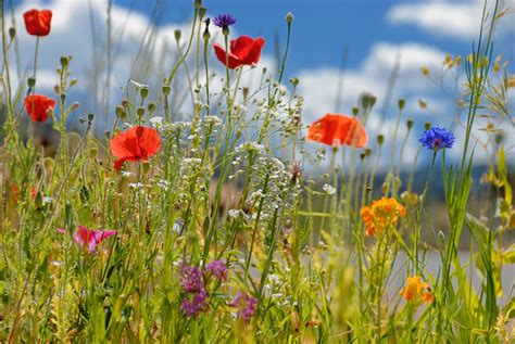 The Importance of Wildflower Meadows - The Boston Bulb Company Ltd