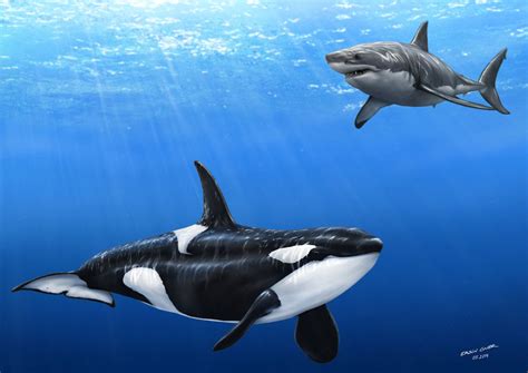 Orca vs. Great White Shark by ersin-oner.deviantart.com on @DeviantArt Wacom Intuos 4, Orca ...