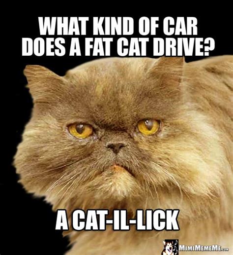 Cat Car Jokes, Auto Kitty Riddles, Funny Driving Cat Memes, Mew-ving Feline Humor. Pg 9 - MimiMemeMe