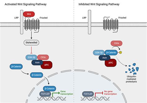 Wnt Signaling Pathway | Rockland