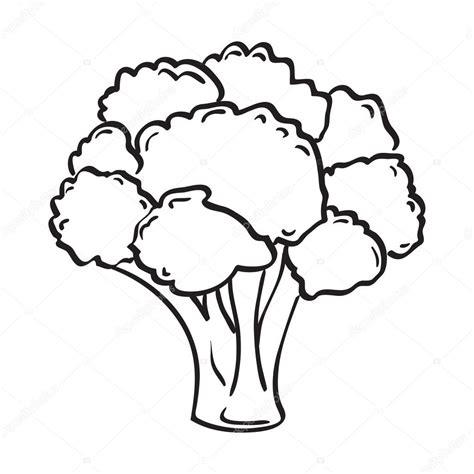 Broccoli Drawing at GetDrawings | Free download