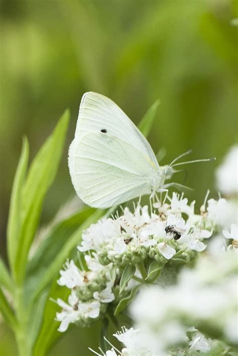 CABBAGE WHITE BUTTERFLY | White butterfly, Beautiful butterflies, White ...