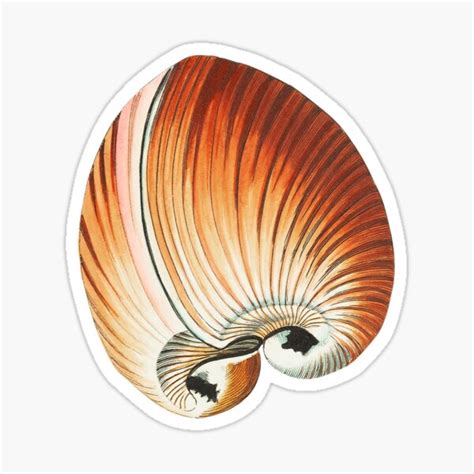 "Sea Shells | Vintage Shell" Sticker by HoresAndRooster | Redbubble