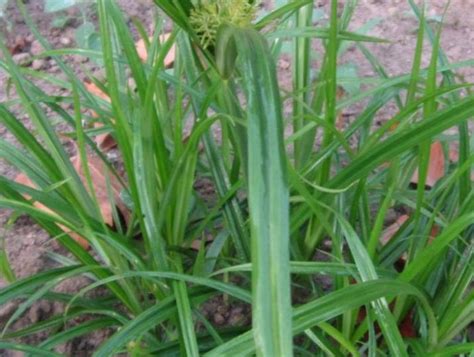 Chufa Perennial sedge | Southeast AgriSeeds