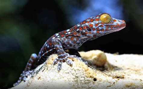 Reptile Geckos Family Of Lizards Scientific Name Gekkonidae Animals Wallpaper Hd For Mobile ...