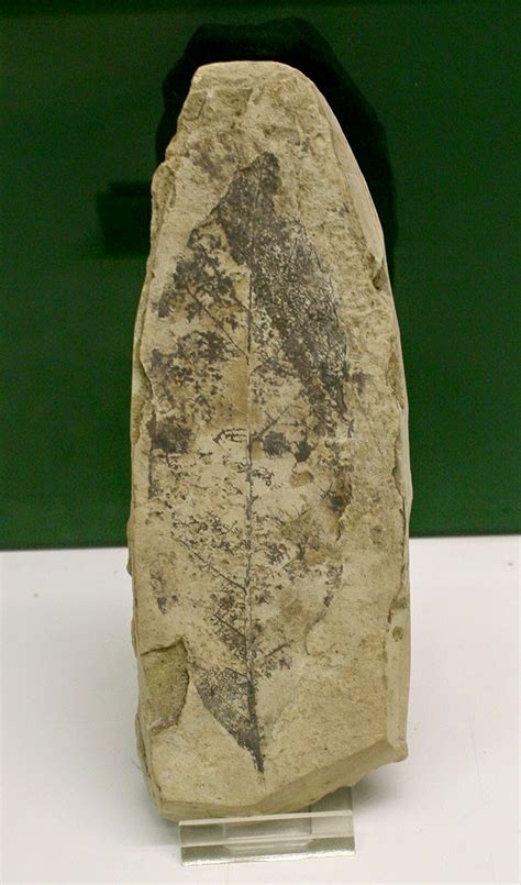 Louisville Fossils and Beyond: Castanea Plant Fossil