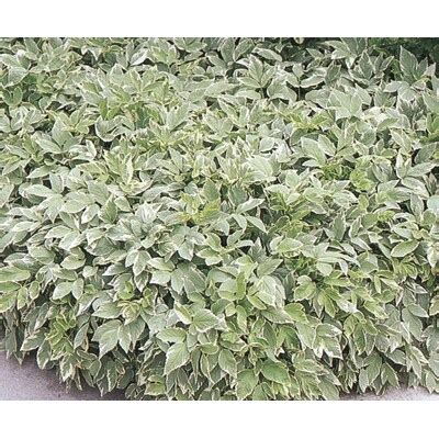 Goutweed Ground Cover at Lowes.com