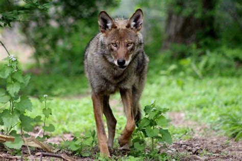 St. Louis Zoo developing 20 acre conservation habitat for endangered ...