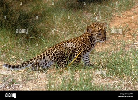 Arabian Leopard High Resolution Stock Photography and Images - Alamy