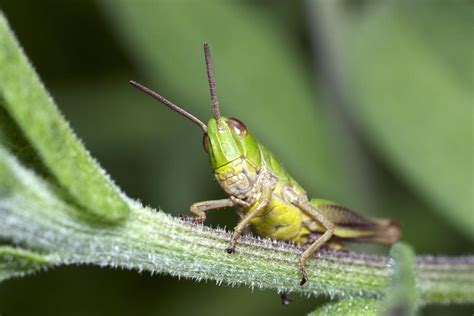 Meadow Grasshopper Nymph Photograph by Science Photo Library