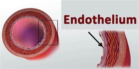 Endothelium - Assignment Point