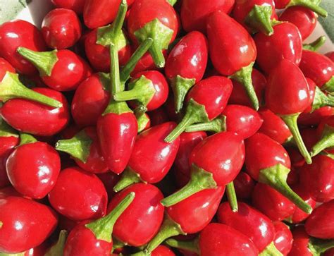 Mexico Pepper Chiltepin Seed 10 Seeds - Etsy