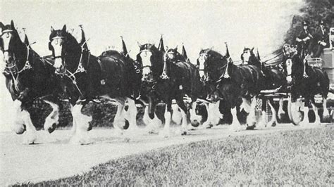 The Budweiser Clydesdales - Western Horseman