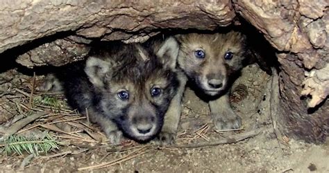 Newborn Gray Wolf Pups