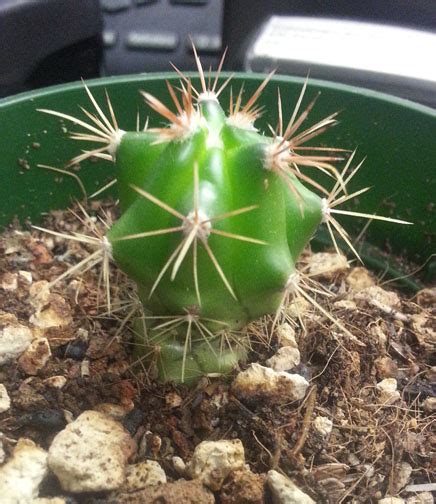 Cactus Jungle - San Francisco Bay Area - Baby Cactus