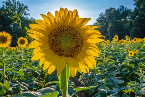 Fall Sunflower Field at West Union Gardens - Portland Living on the Cheap