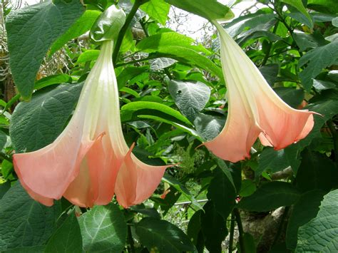 A Bajan Tour Girl Exploring Barbados: Andromeda Botanical Gardens In Barbados