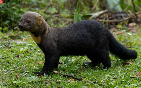 Tayra v Cuvier's Dwarf Caiman - Carnivora