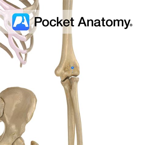 Humerus - capitulum - Pocket Anatomy