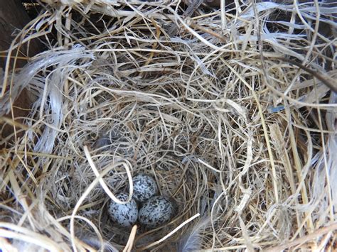 House Sparrows - Mating, Nesting, and Feeding Habits Explained (2022)