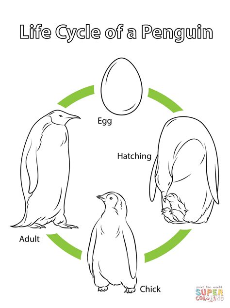 Life Cycle of a Penguin coloring page | Free Printable Coloring Pages