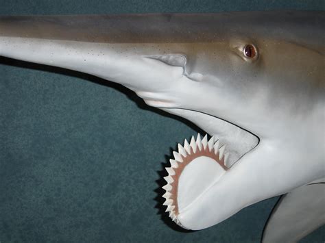 Dental bills were what eventually drove Helicoprion extinc… | Flickr