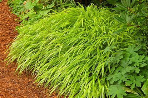 18 Types of Ornamental Grass for Your Garden | Garden Design