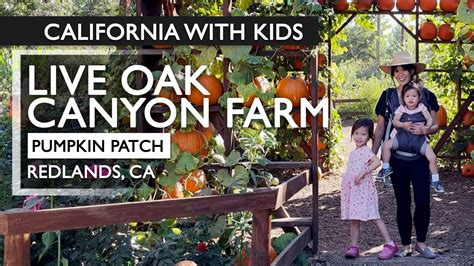 Live Oak Canyon farm's Pumpkin Patch Review With Kids - YouTube