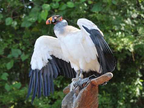 The Online Zoo - King Vulture