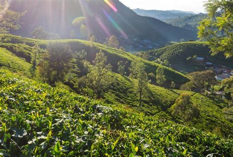 Premium Photo | Tea plantation