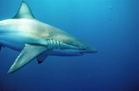 Copper, Or Bronze Whaler, Shark Photograph by Stuart Westmorland | Fine Art America