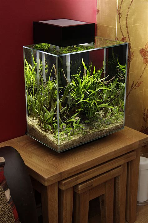 Low maintenance Fluval Edge 46 litre | UK Aquatic Plant Society