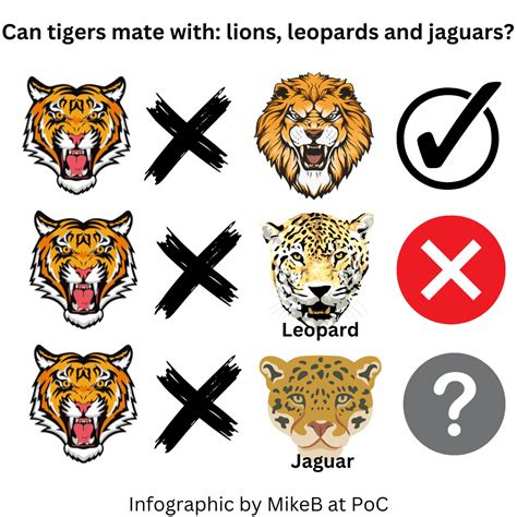 Can tigers mate with: leopards, jaguars and lions? – Michael Broad