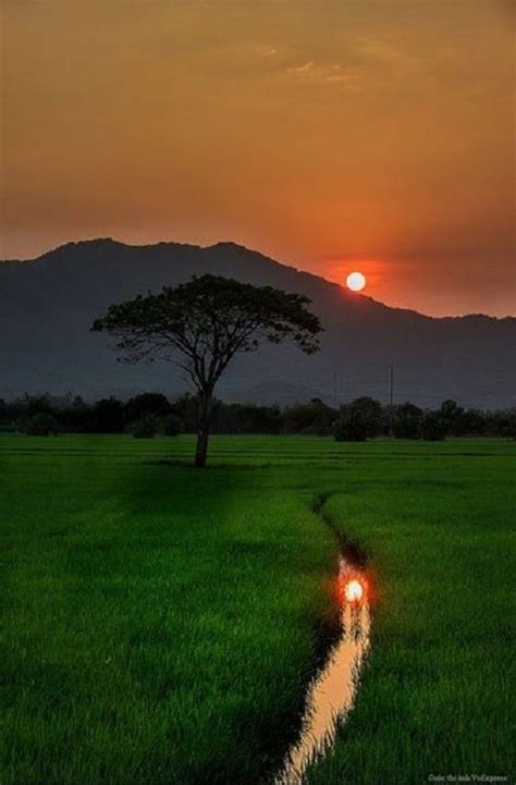 Sunset at rice field | Beautiful landscape photography, Landscape photography nature, Nature ...