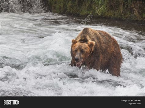 Grizzly Bear Alaska Image & Photo (Free Trial) | Bigstock