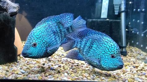 Types of Electric Blue Cichlid