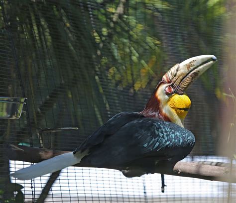 Pictures and information on Wreathed Hornbill