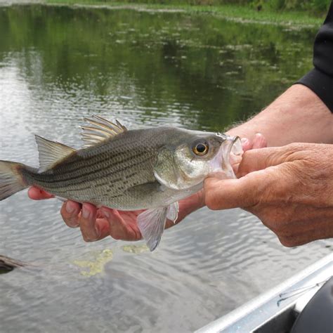 White Bass: Habitat, Diet, Life Cycle - FishOnTips