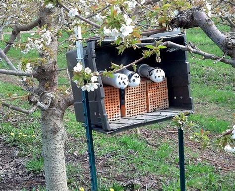 Mason bees ready for buzzness – Good Fruit Grower