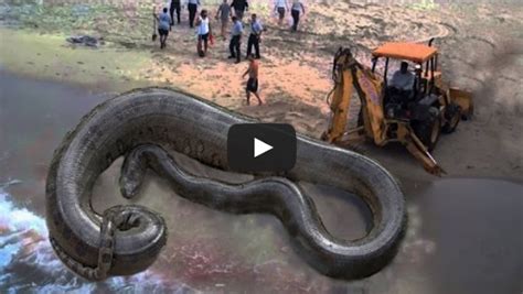 OMG!! The biggest giant anaconda found in coast area in 2015 (SEE VIDEO ...