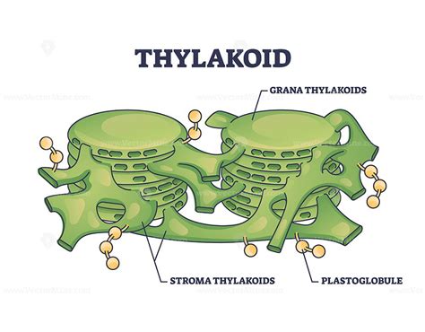 Thylakoid membrane bound chloroplast compartments structure outline diagram in 2022 | Outline ...