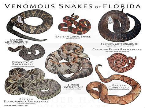 Venomous snakes of Florida – Nature Blog Network